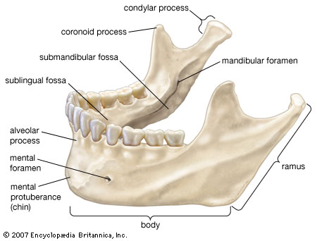jaw